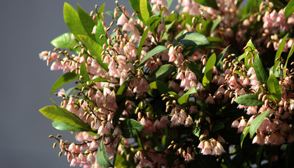 Small soft pink flowers on an blue oliveberry tree. Elaeocarpus reticulatus