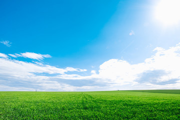 Meadow field wheat hill with white clouds and blue sky. Panoramic landscape