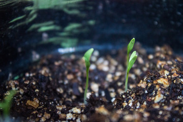 Huertos Urbanos
Siembra y germinación Cilantro