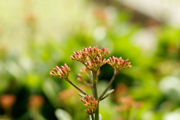 flowers sprouting in spring south america