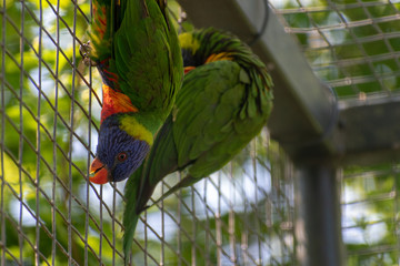 Soldiers Macaw on the cage wall