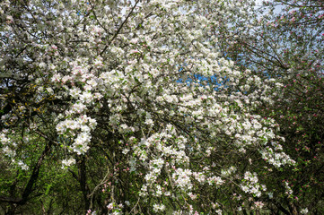 Fototapeta na wymiar Flowering season of apple and cherry