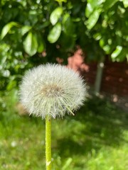 dandelion on a green background