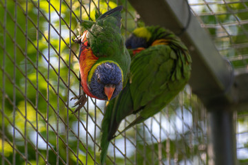 Soldiers Macaw on the cage wall