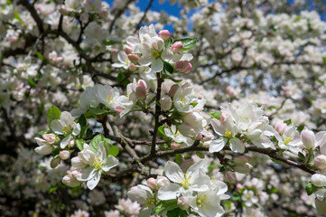 Flowering season of apple and cherry