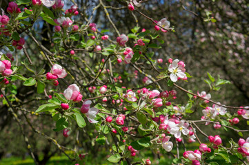 Flowering season of apple and cherry