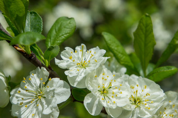 Flowering season of apple and cherry