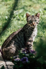 Joli chaton tigré dans le jardin