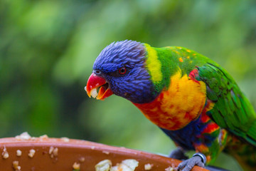 Colorful parrot portrait. Parrot in the zoo. Canaries Islanda