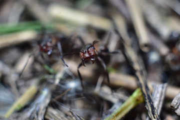 close-up of an ant in a forest anthill