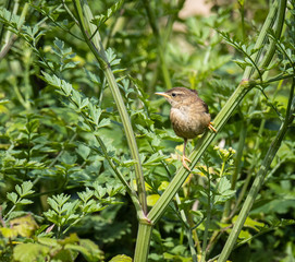 winter wren cheers spring!