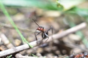 close-up of an ant in a forest anthill