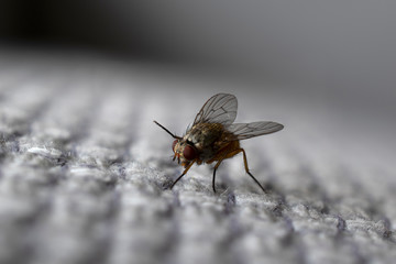 Extreme macro close up of a fly