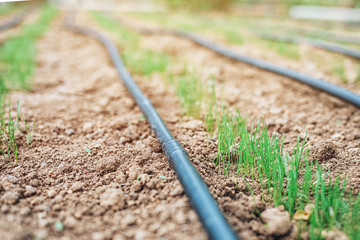 grass seeds begin to grow on new soil in the garden. The drip irrigation hose lies on the ground.