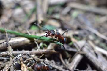 close-up of an ant in a forest anthill