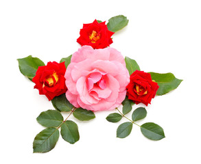 Beautiful pink and red roses.