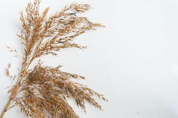 Top view of dry reed branch on the white background with copy space. Autumn dryied plant