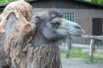 portrait of a camel in the zoo