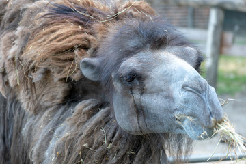 portrait of a camel in the zoo