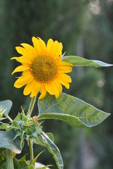 Yellow sunflower in the field.close up,simply beautiful.