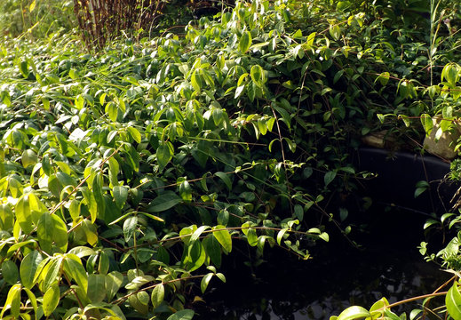pond in the garden