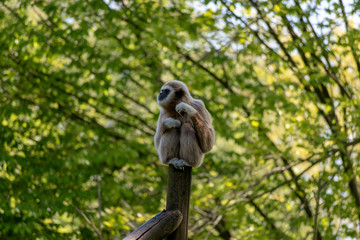 single white-hand gibbon on a stem in the zoo