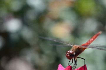 dragonfly on a leaf
