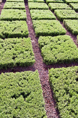 flowerbed