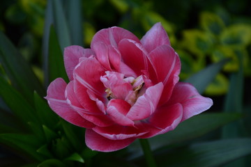 Fototapeta premium Beautiful peony tulip closeup on blurry green