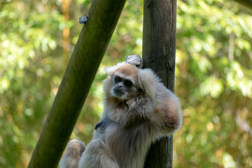 single white-hand gibbon on a stem in the zoo