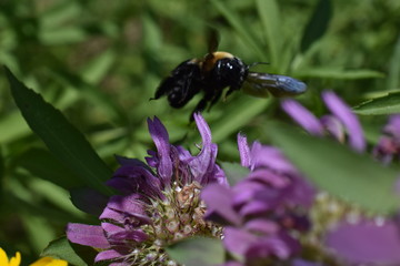 bee on a flower