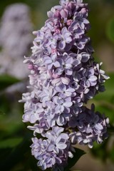 Beautiful blooming purple lilac in the spring in the open