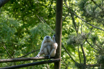 single white-hand gibbon on a stem in the zoo