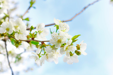 White cherry blossoms on a branch