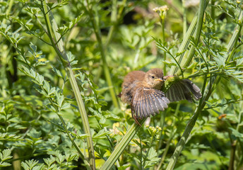 winter wren cheers spring!