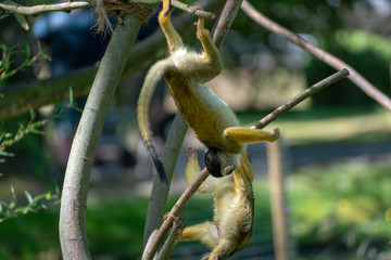 single squirrel monkey on a branch