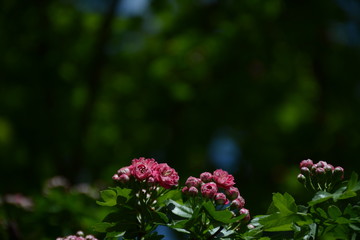 Pink flowers of pink hawthorn on green leaves of a tree