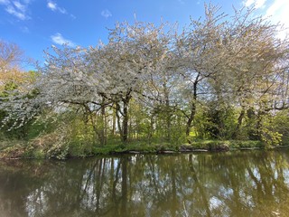 cherry tree in spring