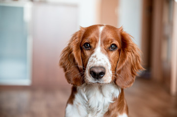 Cute welsh springer spaniel dog breed at home. Helthy adorable pretty dog.