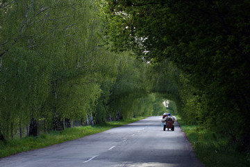 The road among green trees