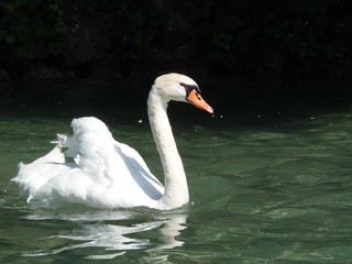 cygne blanc dans l'eau 