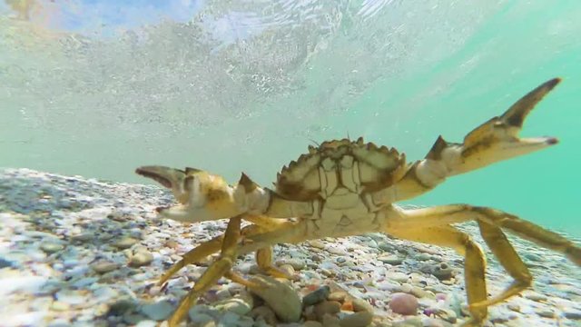 crab at the bottom of the sea under the water runs ocean life