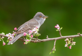 Barred warbler (Sylvia nisoria) close up