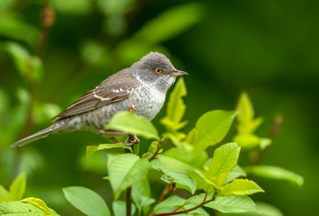 Barred warbler (Sylvia nisoria) close up