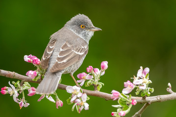 Barred warbler (Sylvia nisoria) close up