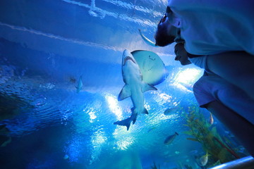 Hai und Rochen im Aquarium