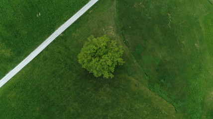 Baum und Feld aus der Vogelperspektive