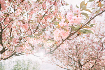 Branches with sakura blossoms with fresh pink flowers.