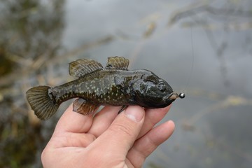 Summer fishing on the lake, Perccottus glenii