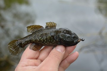 Summer fishing on the lake, Perccottus glenii